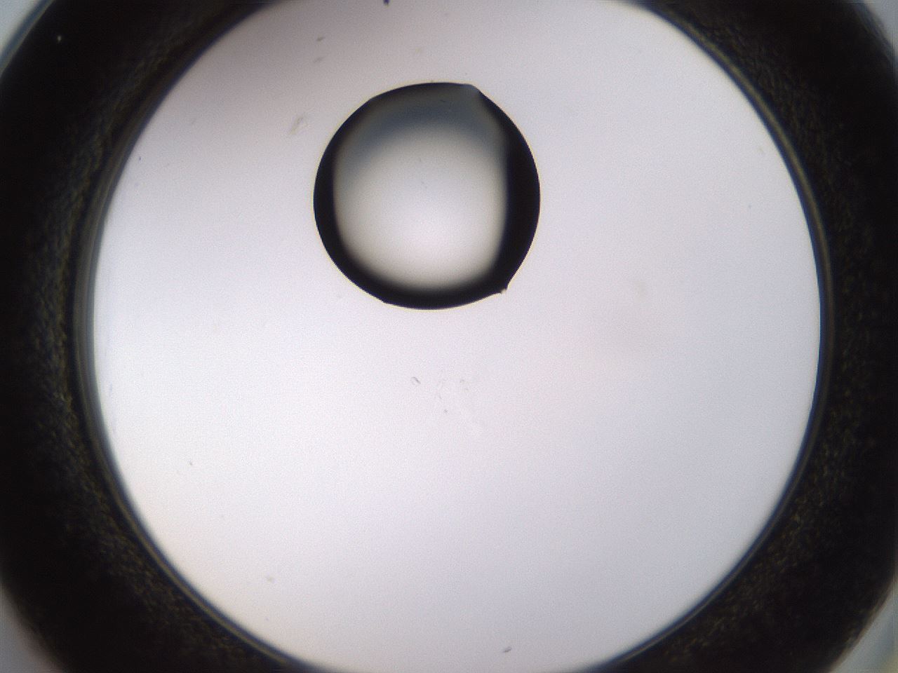 folderID525_plateID1525_batchID6148_wellNum25_profileID1_d2_r98082_ef.jpg