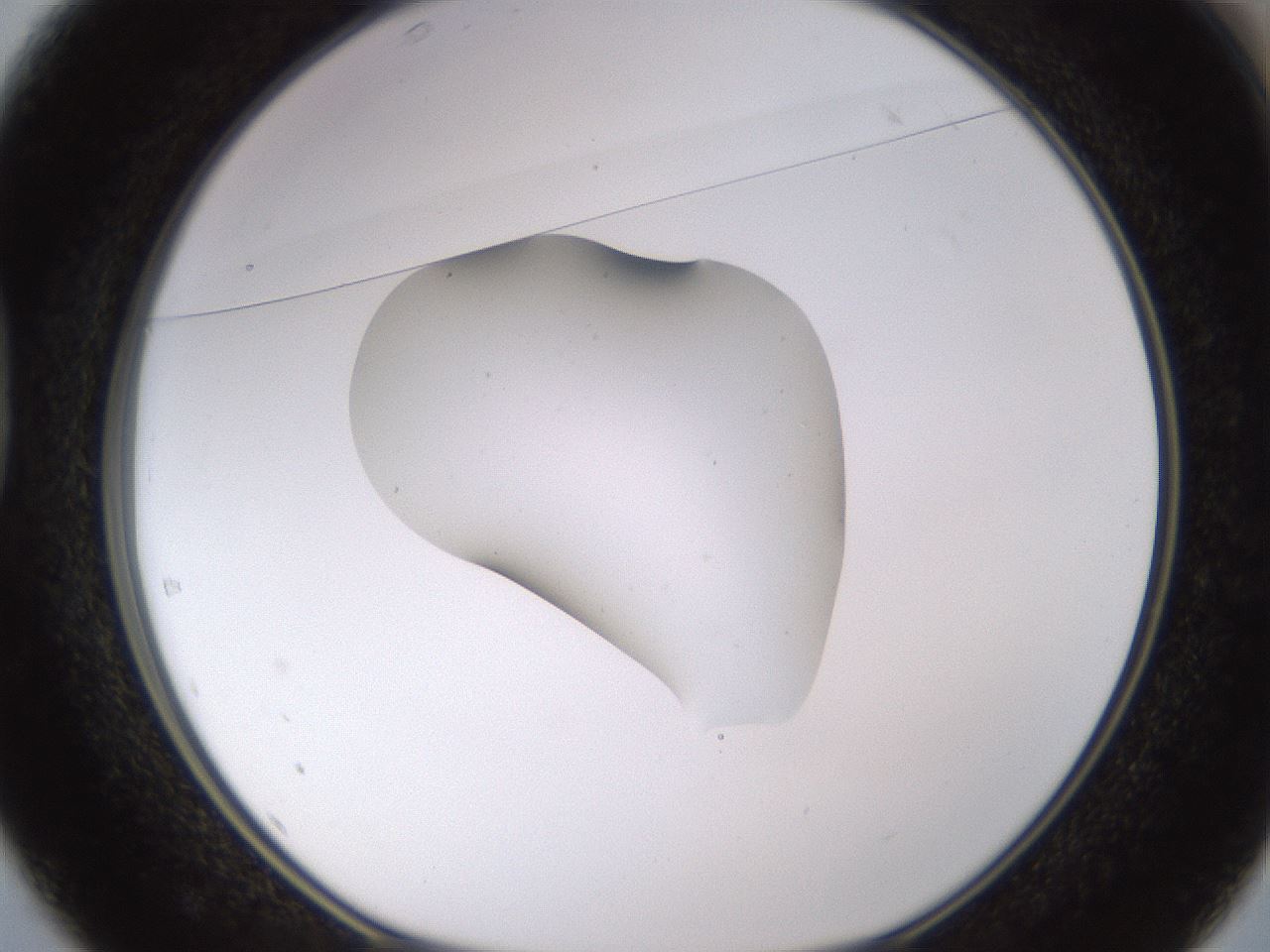 folderID525_plateID1525_batchID6148_wellNum37_profileID1_d1_r98105_ef.jpg