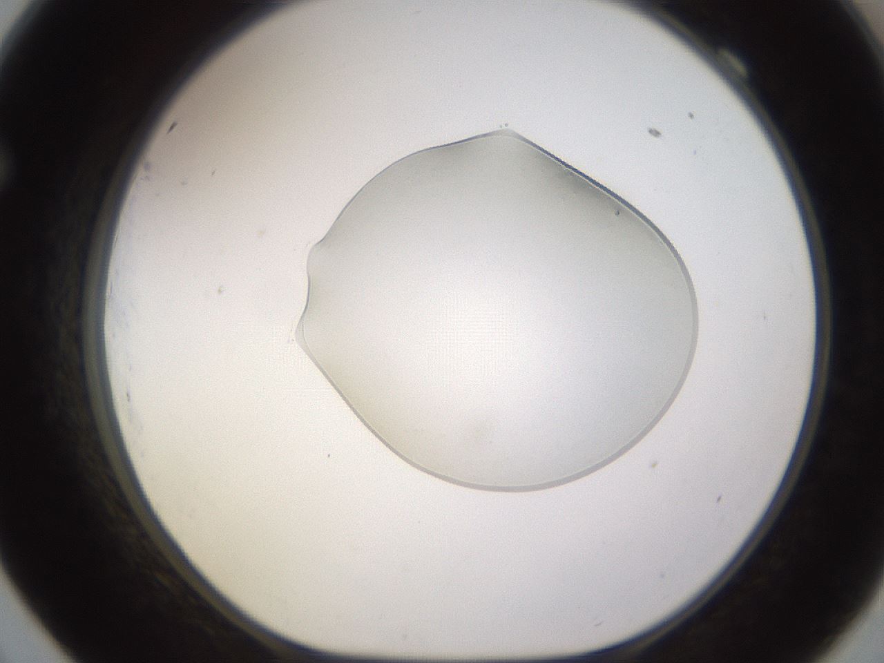 folderID525_plateID1525_batchID6148_wellNum69_profileID1_d1_r98169_ef.jpg