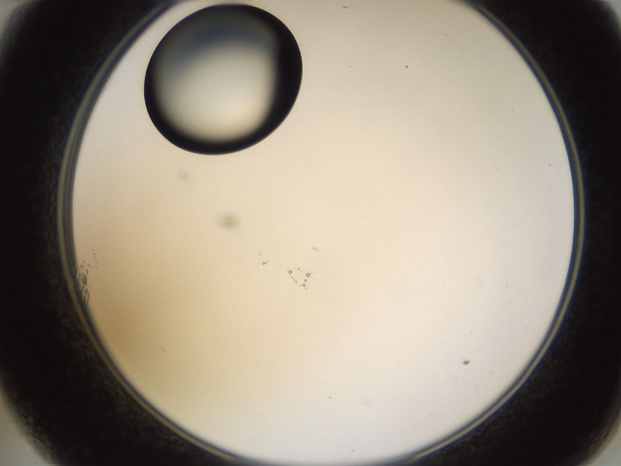 folderID527_plateID1527_batchID6154_wellNum11_profileID1_d2_r98246_ef.jpg