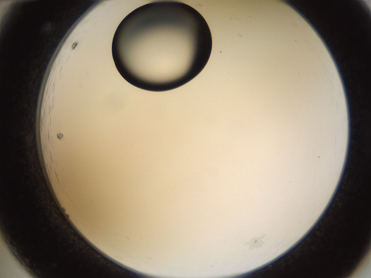 folderID527_plateID1527_batchID6154_wellNum12_profileID1_d2_r98248_ef.jpg