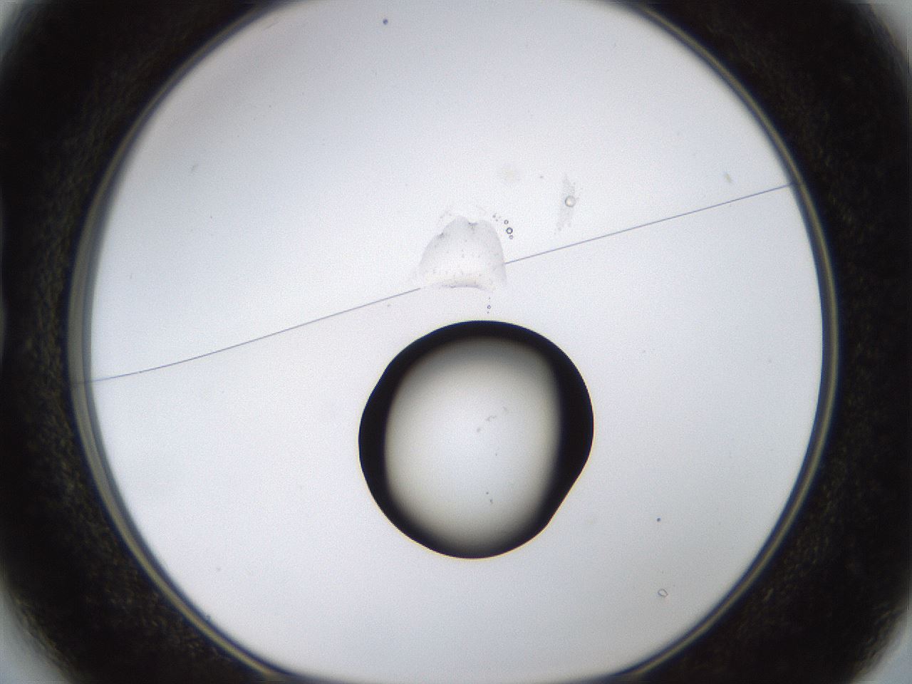 folderID527_plateID1527_batchID6154_wellNum13_profileID1_d1_r98249_ef.jpg
