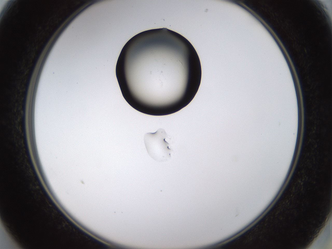 folderID527_plateID1527_batchID6154_wellNum13_profileID1_d2_r98250_ef.jpg
