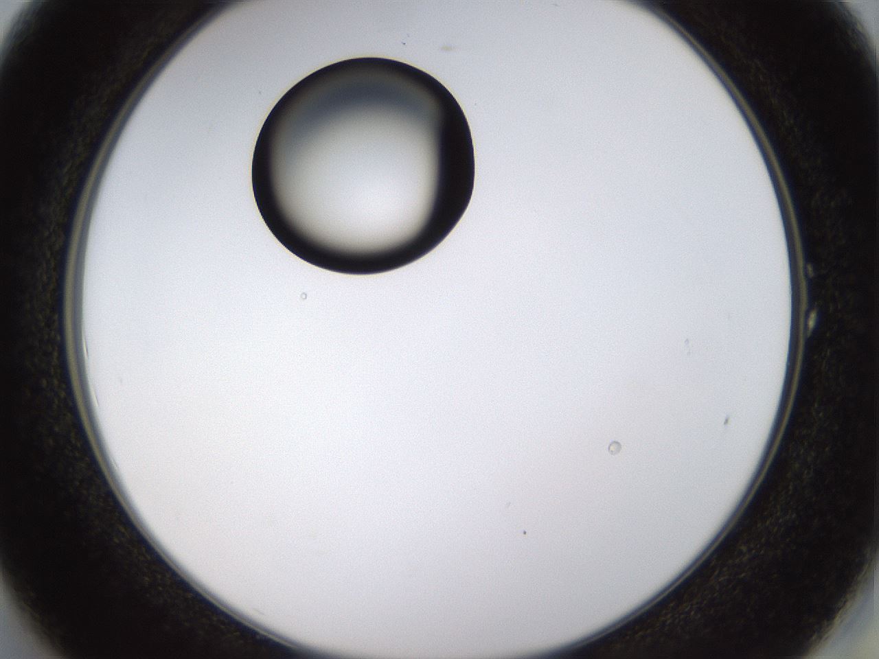 folderID527_plateID1527_batchID6154_wellNum1_profileID1_d2_r98226_ef.jpg