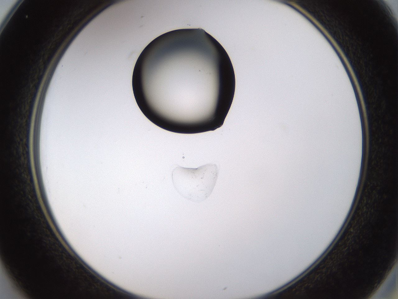 folderID527_plateID1527_batchID6154_wellNum25_profileID1_d2_r98274_ef.jpg
