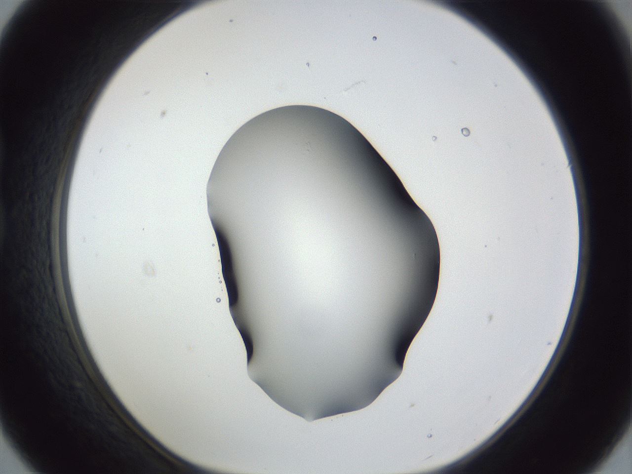 folderID52_plateID1052_batchID2254_wellNum21_profileID1_d1_r47545_ef.jpg