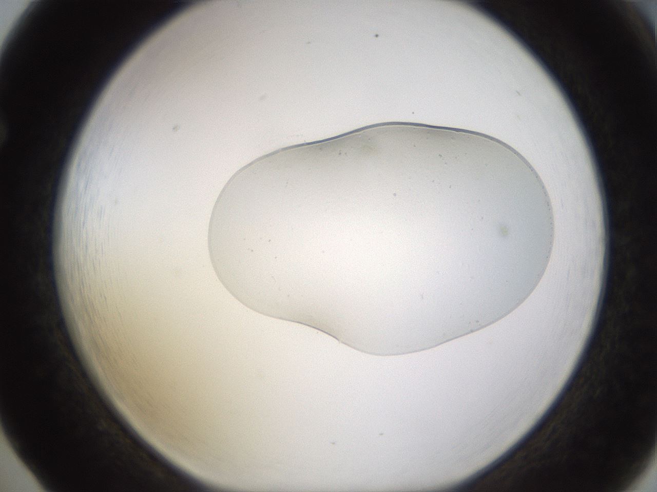folderID527_plateID1527_batchID6154_wellNum65_profileID1_d1_r98353_ef.jpg