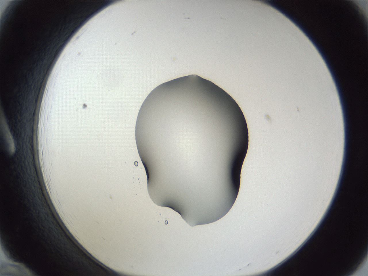 folderID52_plateID1052_batchID2254_wellNum12_profileID1_d1_r47527_ef.jpg