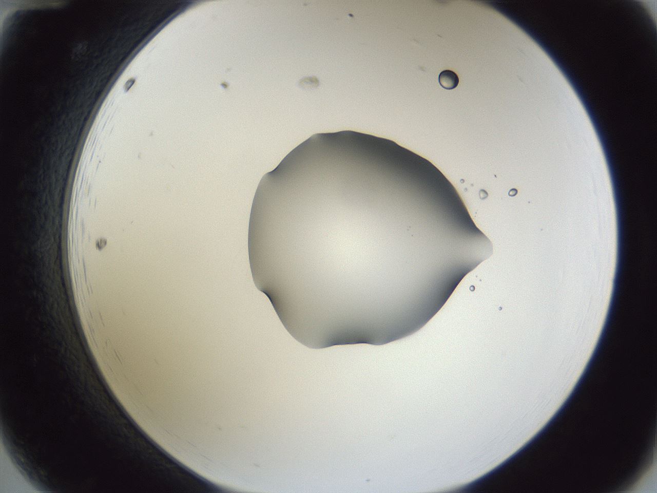 folderID52_plateID1052_batchID2254_wellNum12_profileID1_d2_r47528_ef.jpg