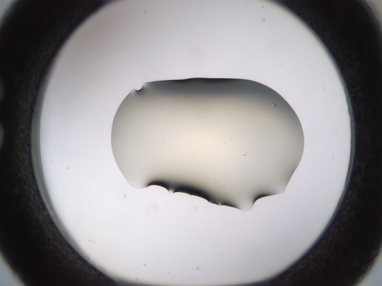 folderID530_plateID1530_batchID6231_wellNum26_profileID1_d1_r98682_ef.jpg