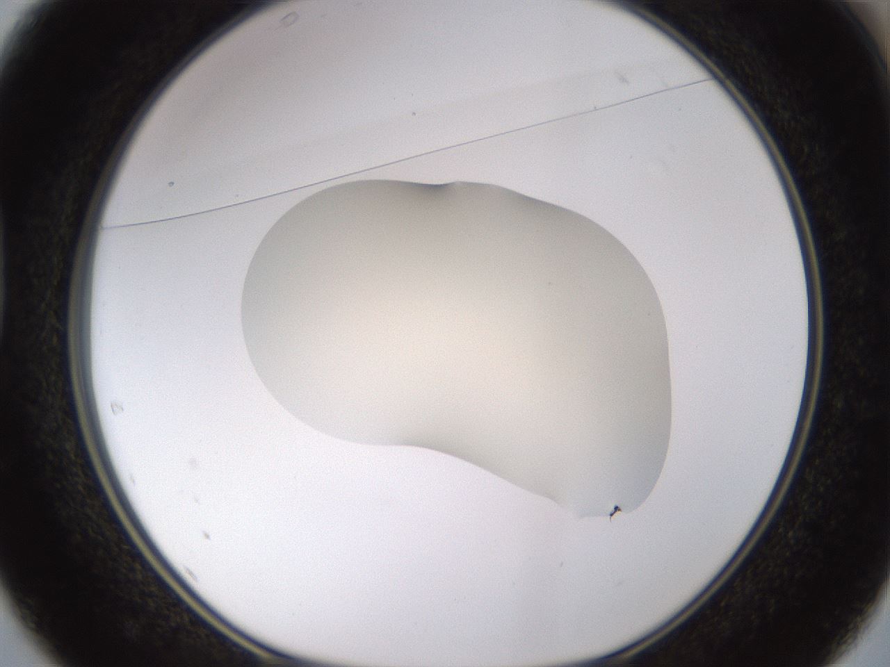 folderID530_plateID1530_batchID6231_wellNum37_profileID1_d1_r98693_ef.jpg