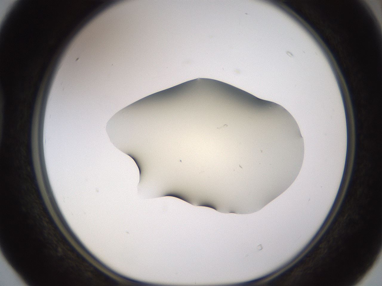 folderID530_plateID1530_batchID6231_wellNum40_profileID1_d1_r98696_ef.jpg