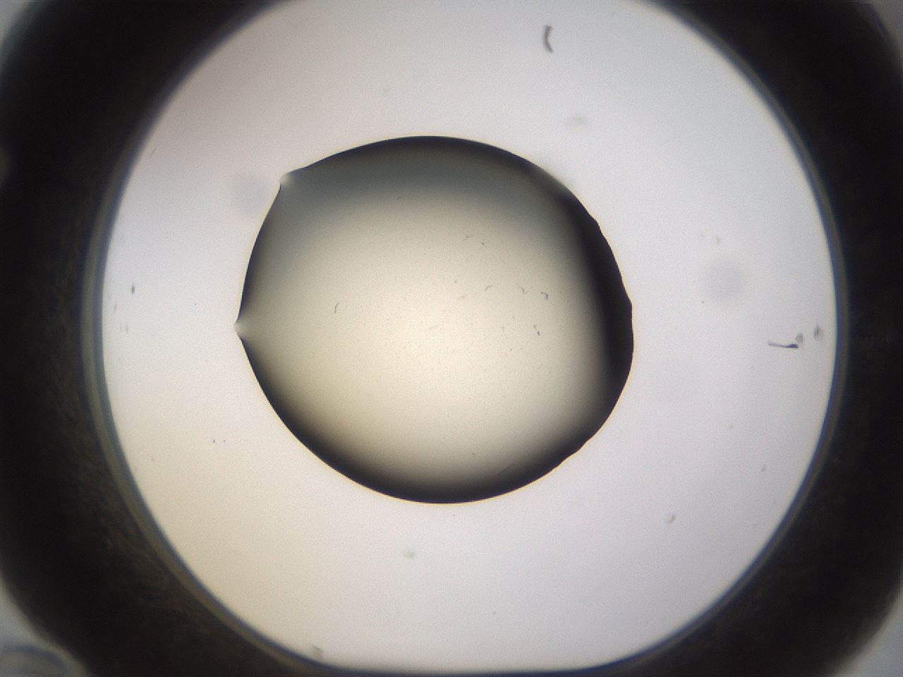 folderID530_plateID1530_batchID6231_wellNum70_profileID1_d1_r98726_ef.jpg