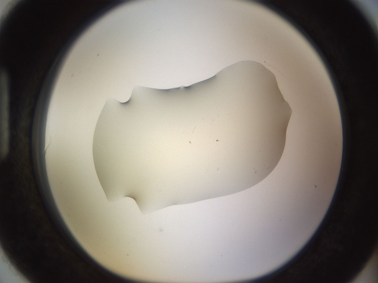 folderID530_plateID1530_batchID6231_wellNum90_profileID1_d1_r98746_ef.jpg
