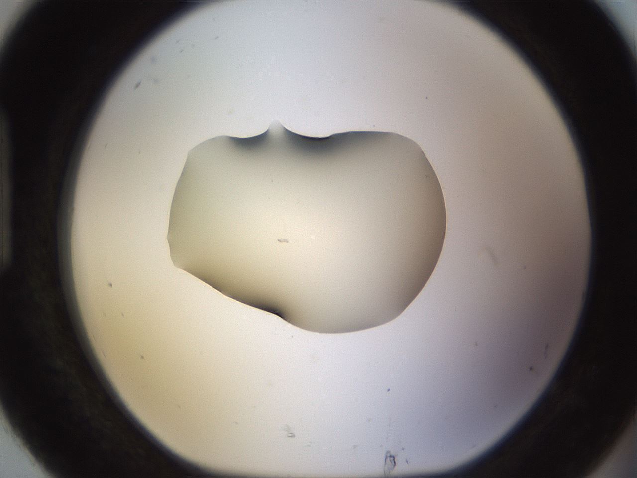 folderID530_plateID1530_batchID6231_wellNum92_profileID1_d1_r98748_ef.jpg