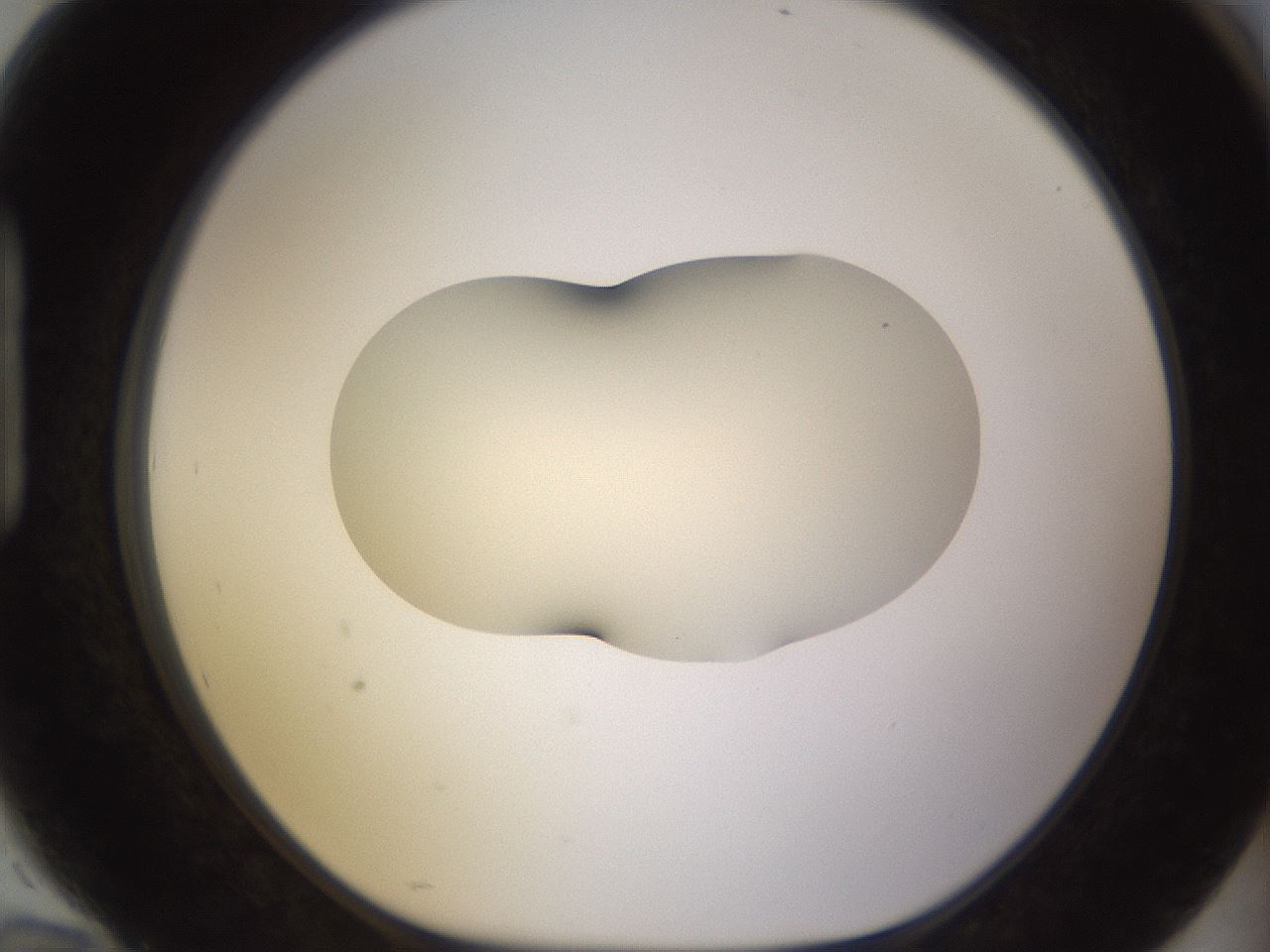 folderID530_plateID1530_batchID6231_wellNum94_profileID1_d1_r98750_ef.jpg