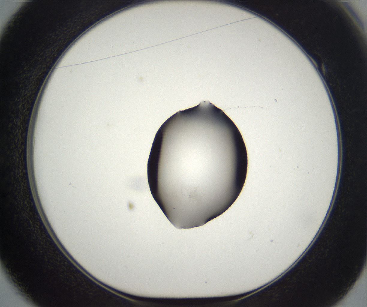 folderID530_plateID2530_batchID12530_wellNum49_profileID1_d1_r191236_ef.jpg