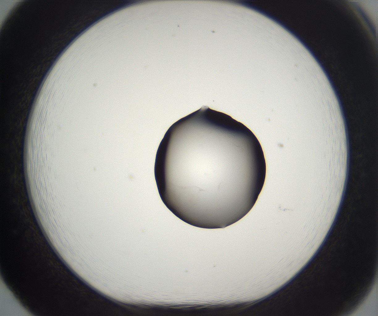 folderID530_plateID2530_batchID12530_wellNum65_profileID1_d1_r191268_ef.jpg