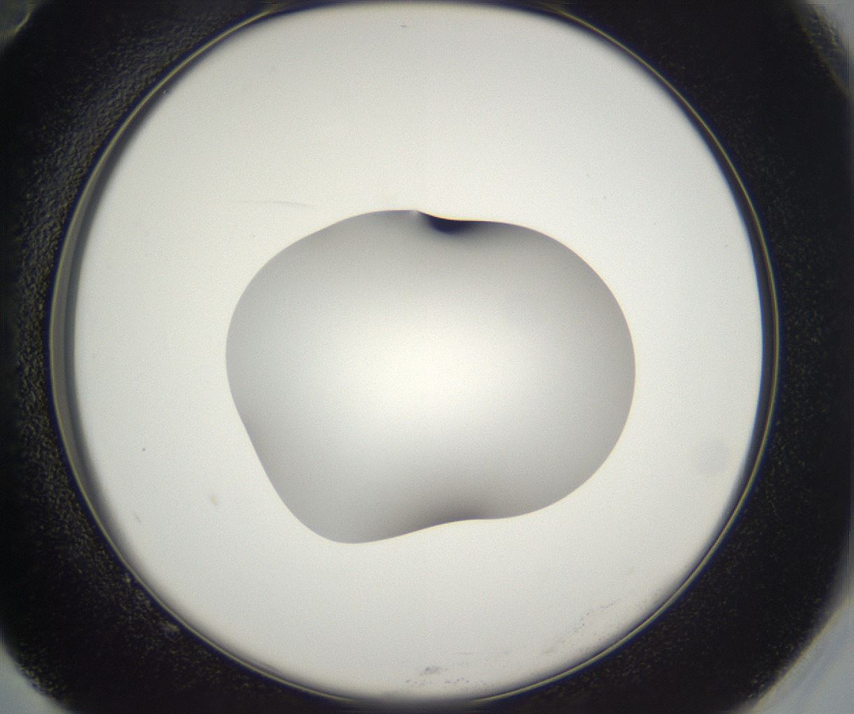 folderID530_plateID2530_batchID12530_wellNum82_profileID1_d2_r191303_ef.jpg