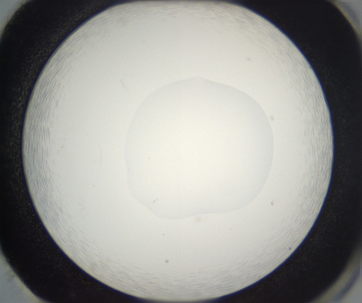 folderID530_plateID2530_batchID12530_wellNum86_profileID1_d2_r191311_ef.jpg