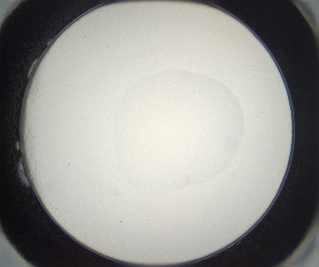 folderID530_plateID2530_batchID12530_wellNum87_profileID1_d2_r191313_ef.jpg