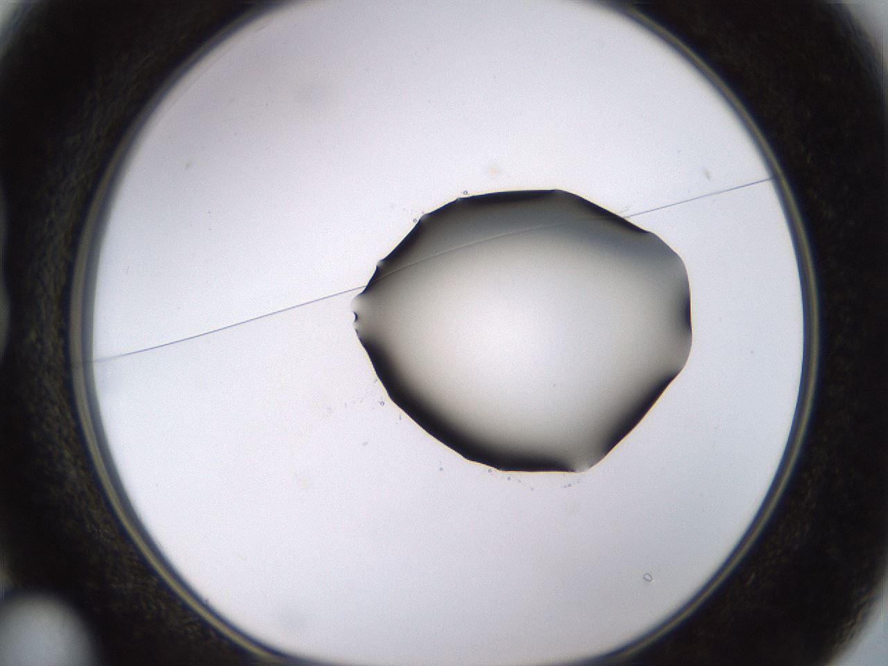 folderID531_plateID1531_batchID6233_wellNum13_profileID1_d1_r98861_ef.jpg