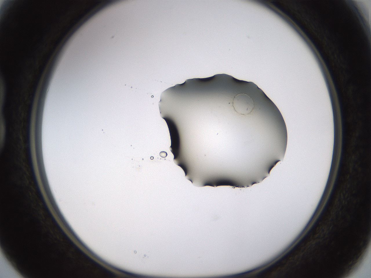 folderID531_plateID1531_batchID6233_wellNum15_profileID1_d1_r98863_ef.jpg