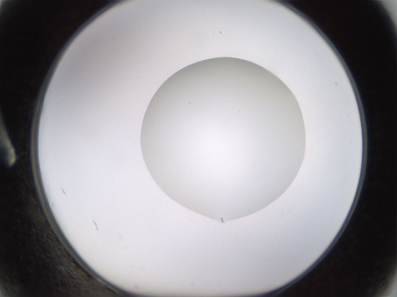 folderID531_plateID1531_batchID6233_wellNum2_profileID1_d1_r98850_ef.jpg