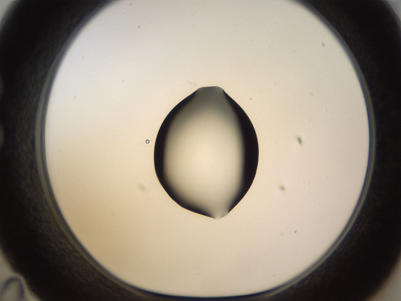 folderID531_plateID1531_batchID6233_wellNum35_profileID1_d1_r98883_ef.jpg