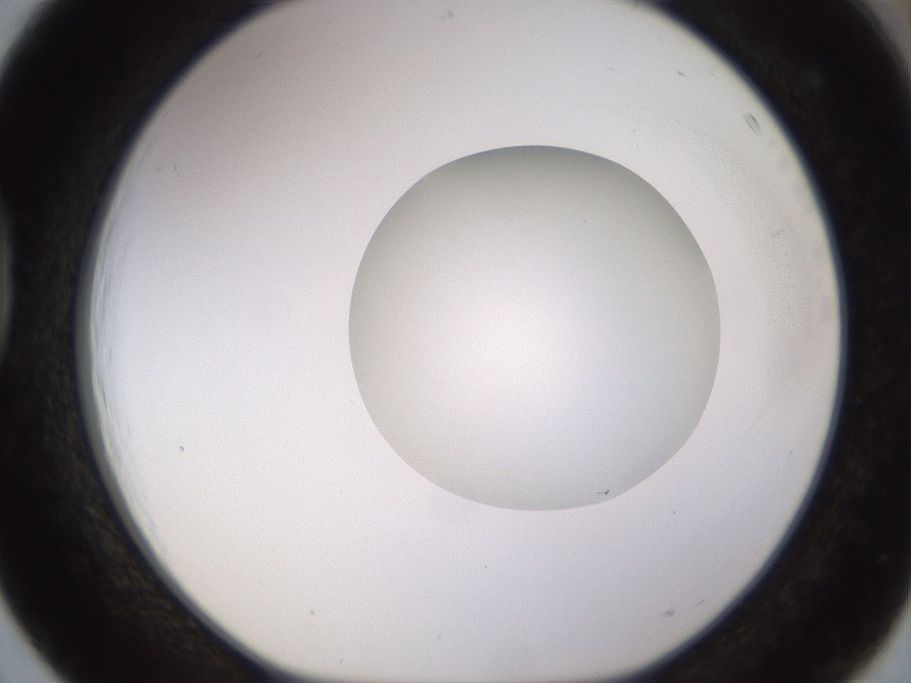 folderID531_plateID1531_batchID6233_wellNum39_profileID1_d1_r98887_ef.jpg