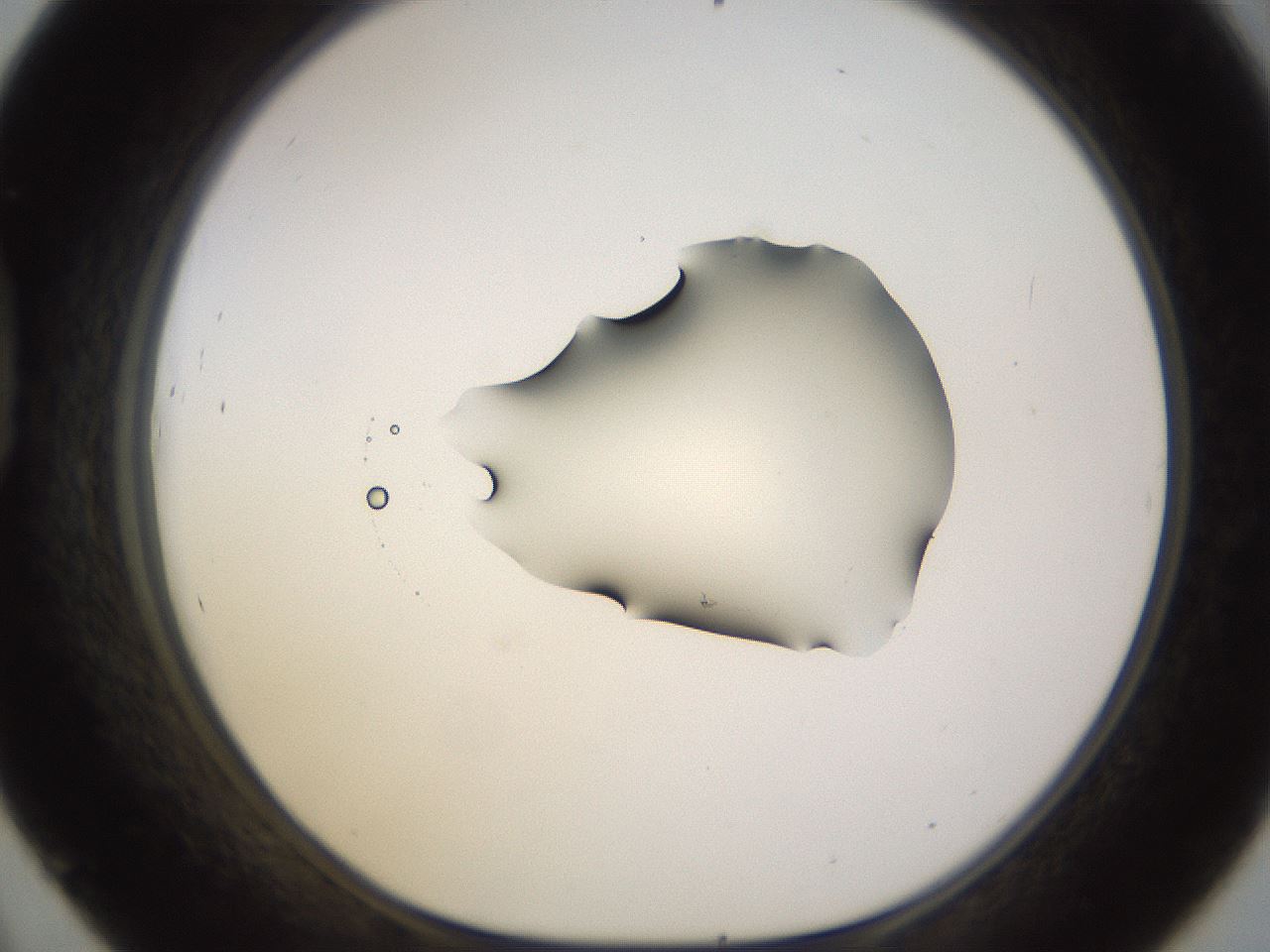 folderID531_plateID1531_batchID6233_wellNum45_profileID1_d1_r98893_ef.jpg