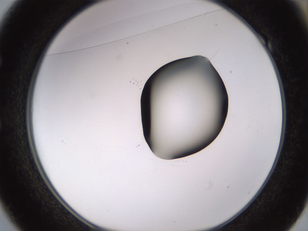folderID531_plateID1531_batchID6233_wellNum49_profileID1_d1_r98897_ef.jpg