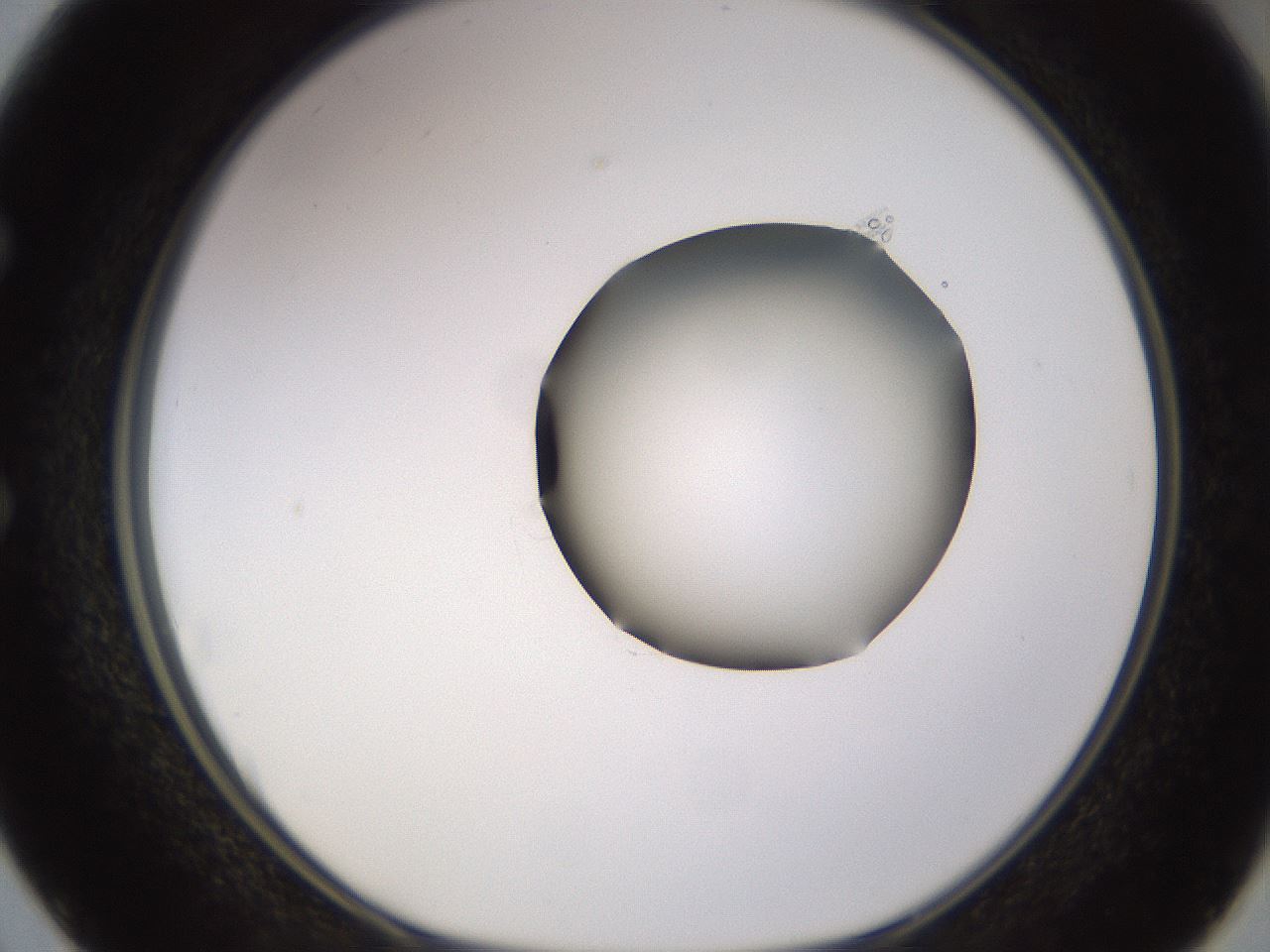 folderID531_plateID1531_batchID6233_wellNum50_profileID1_d1_r98898_ef.jpg