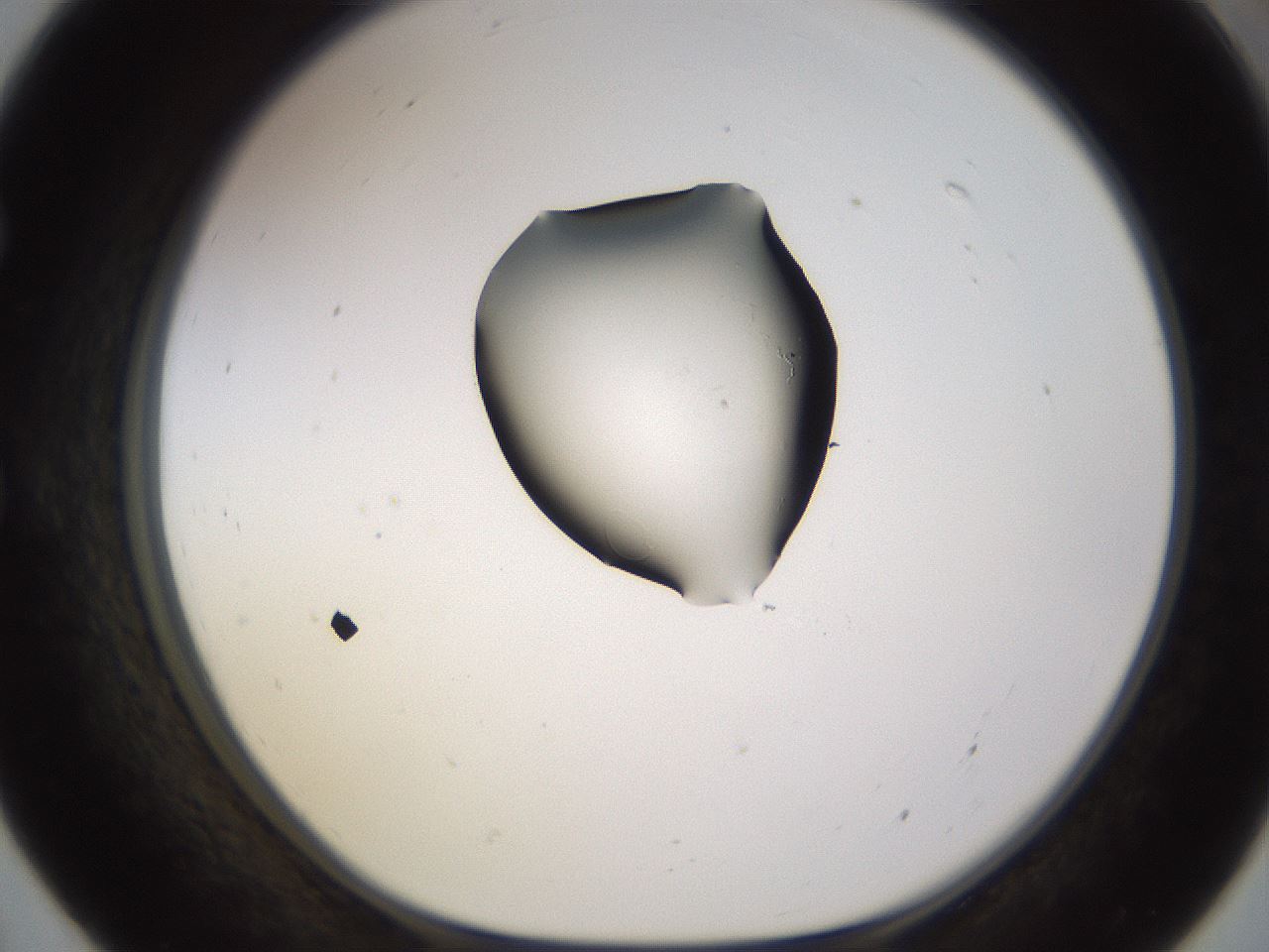 folderID531_plateID1531_batchID6233_wellNum55_profileID1_d1_r98903_ef.jpg
