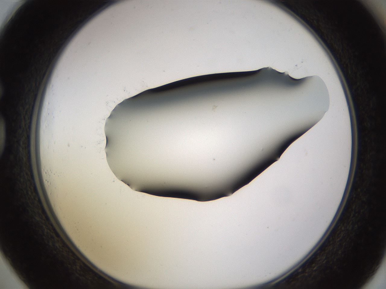 folderID531_plateID1531_batchID6233_wellNum73_profileID1_d1_r98921_ef.jpg