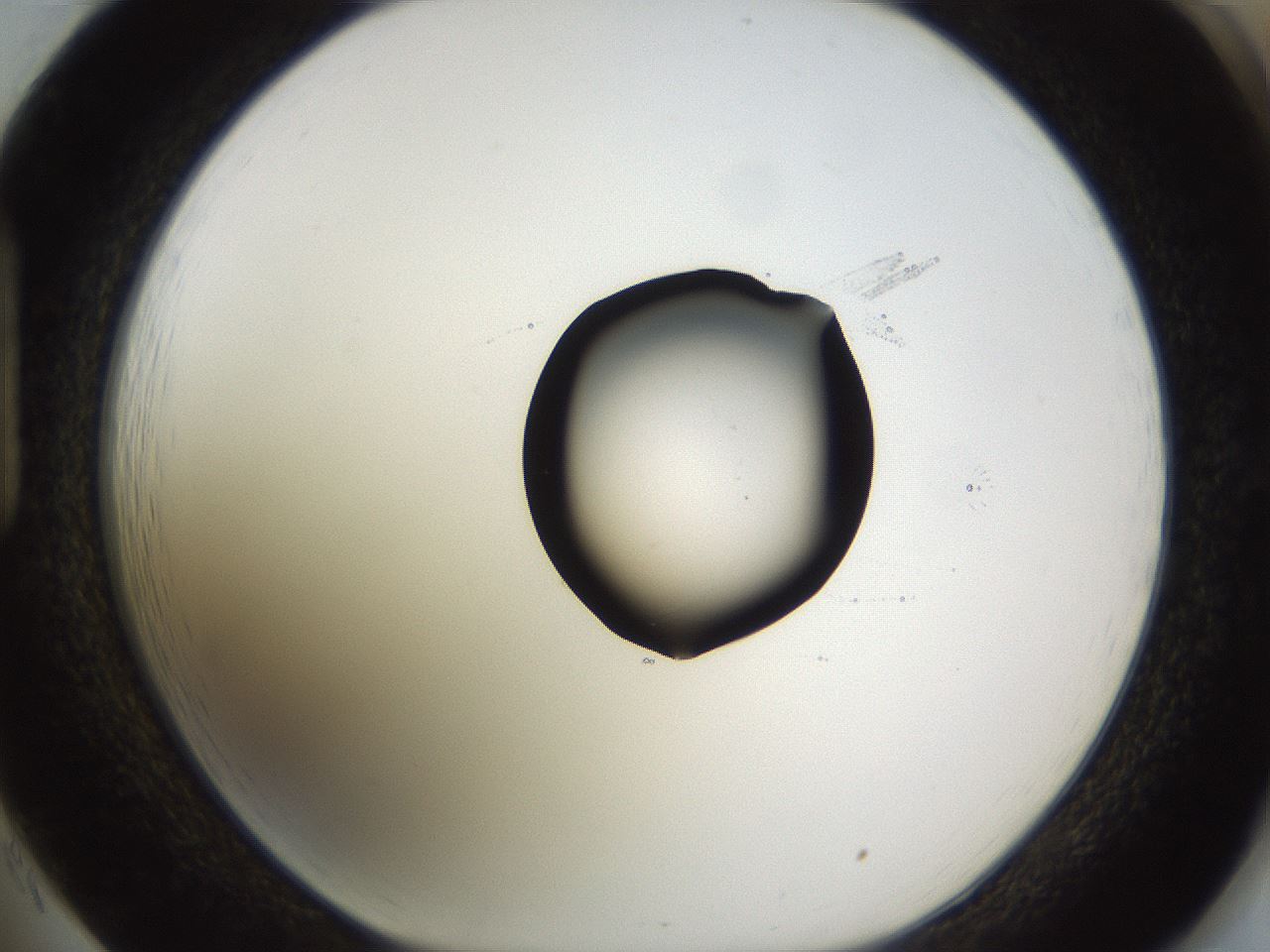 folderID531_plateID1531_batchID6233_wellNum85_profileID1_d1_r98933_ef.jpg