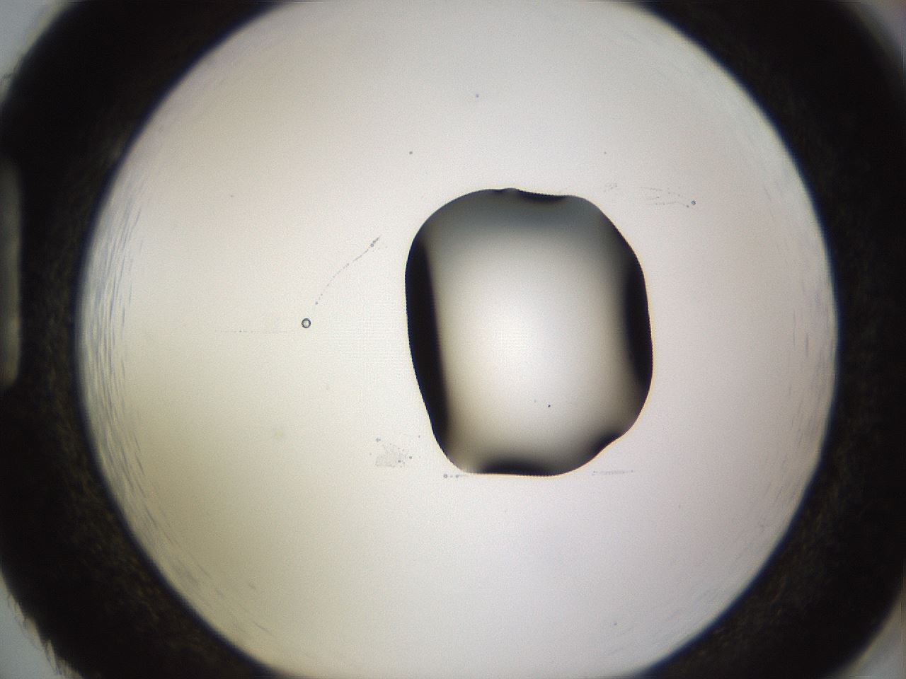 folderID531_plateID1531_batchID6233_wellNum86_profileID1_d1_r98934_ef.jpg