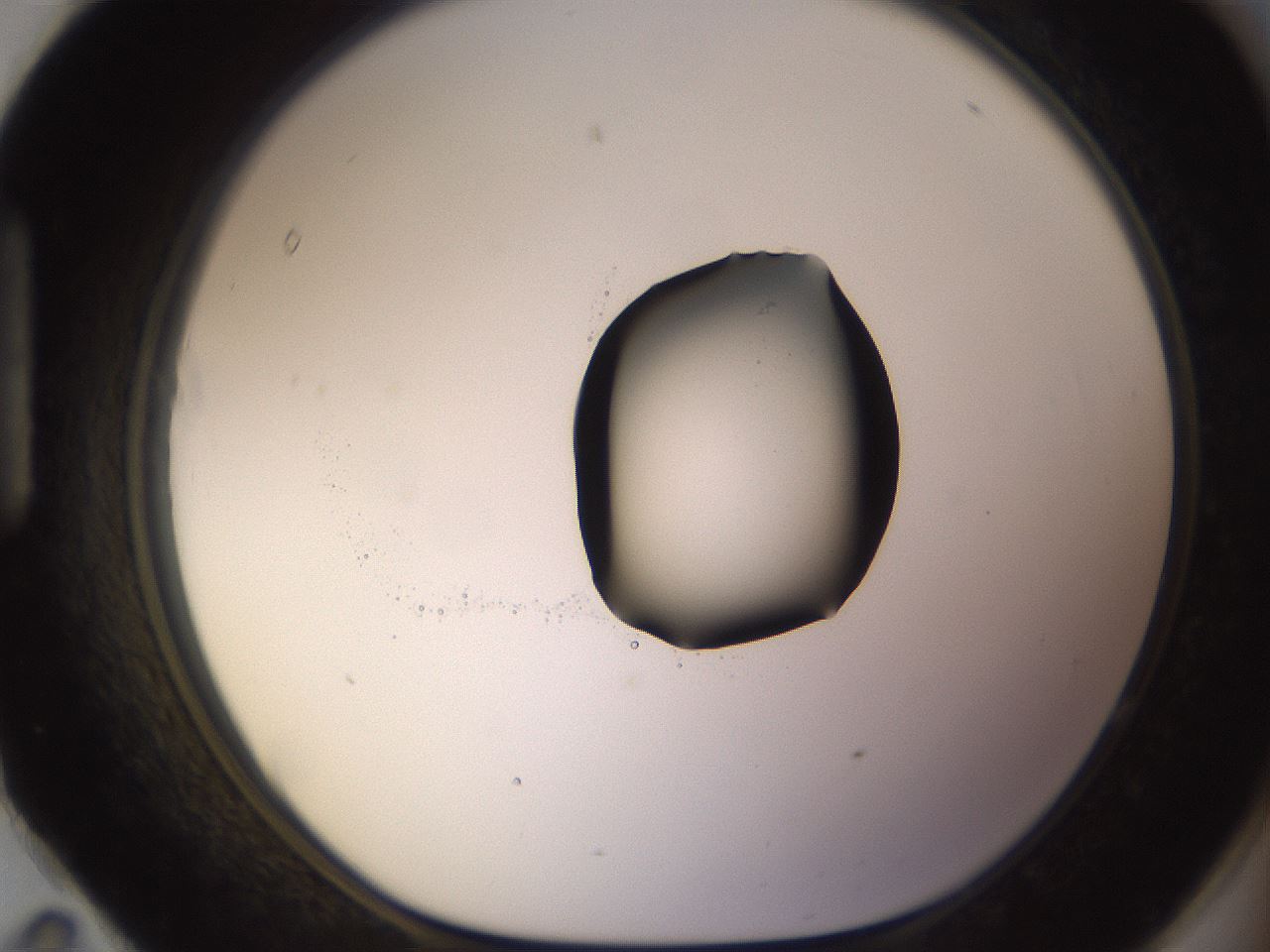 folderID531_plateID1531_batchID6233_wellNum95_profileID1_d1_r98943_ef.jpg