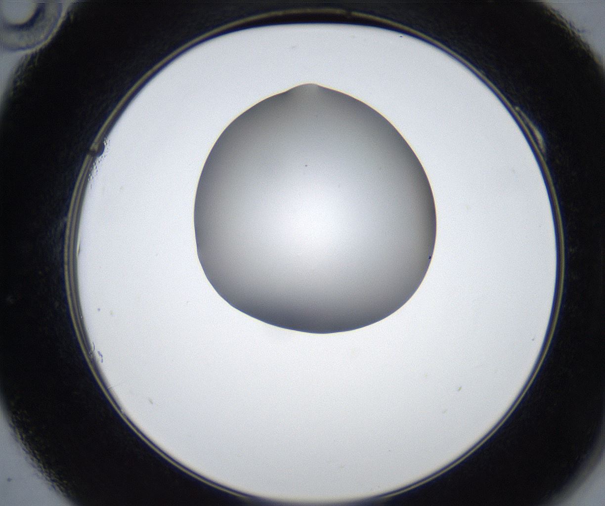 folderID531_plateID2531_batchID12499_wellNum10_profileID1_d2_r191543_ef.jpg