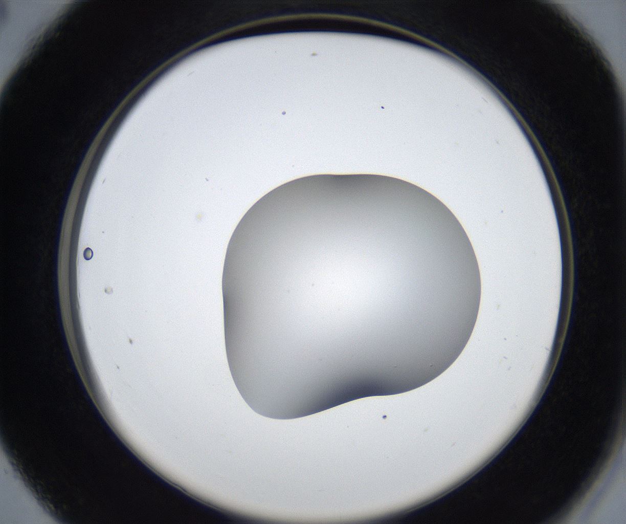 folderID531_plateID2531_batchID12499_wellNum28_profileID1_d2_r191579_ef.jpg