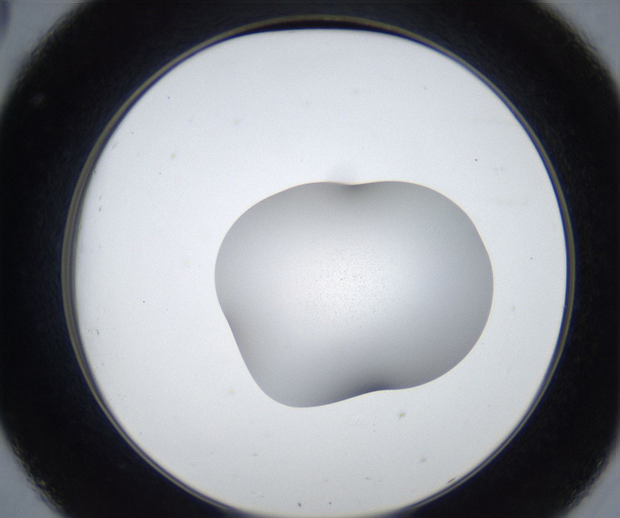 folderID531_plateID2531_batchID12499_wellNum32_profileID1_d2_r191587_ef.jpg