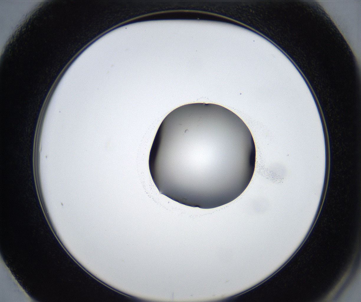 folderID531_plateID2531_batchID12499_wellNum61_profileID1_d2_r191645_ef.jpg