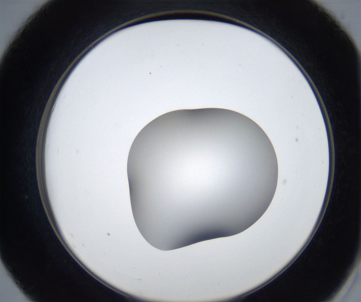 folderID531_plateID2531_batchID12499_wellNum55_profileID1_d2_r191633_ef.jpg