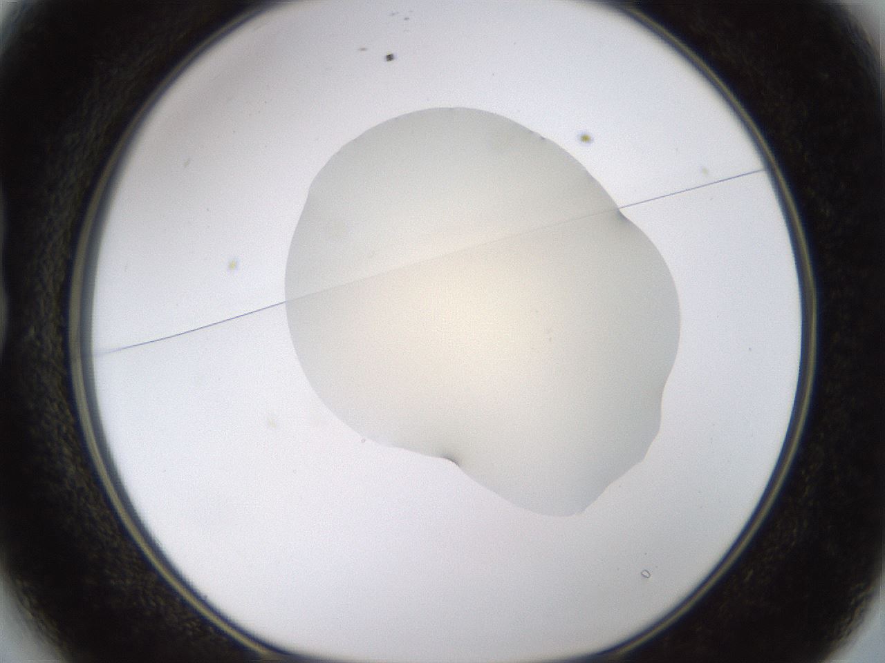 folderID532_plateID1532_batchID6234_wellNum13_profileID1_d1_r98957_ef.jpg