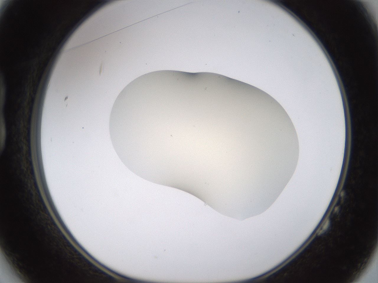 folderID533_plateID1533_batchID6232_wellNum14_profileID1_d1_r98766_ef.jpg