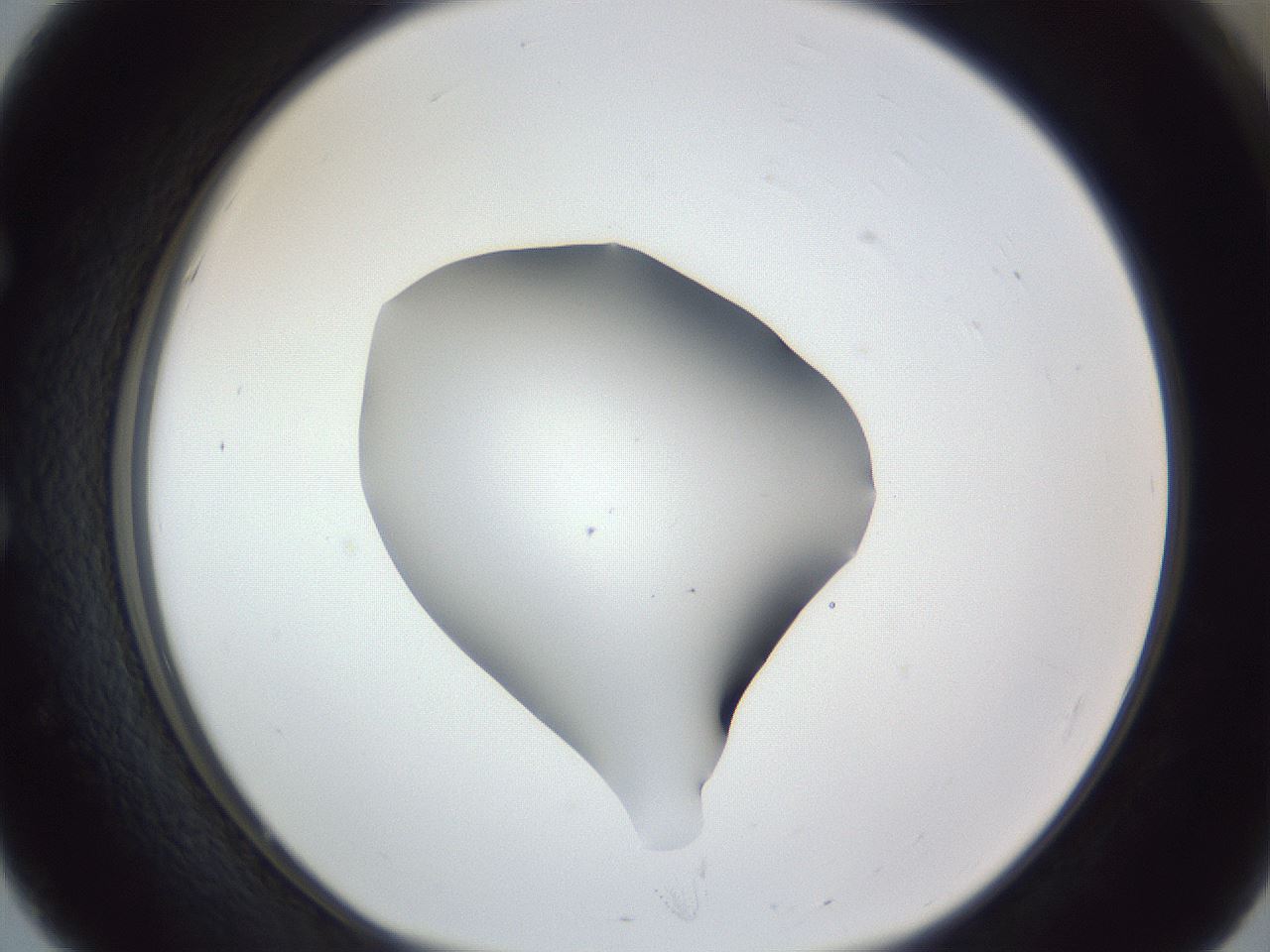 folderID52_plateID1052_batchID2254_wellNum51_profileID1_d1_r47605_ef.jpg