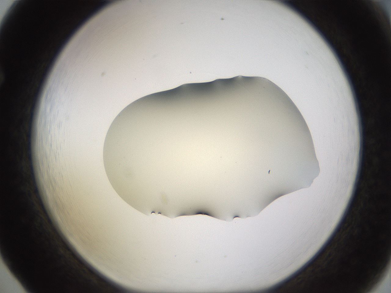 folderID533_plateID1533_batchID6232_wellNum65_profileID1_d1_r98817_ef.jpg