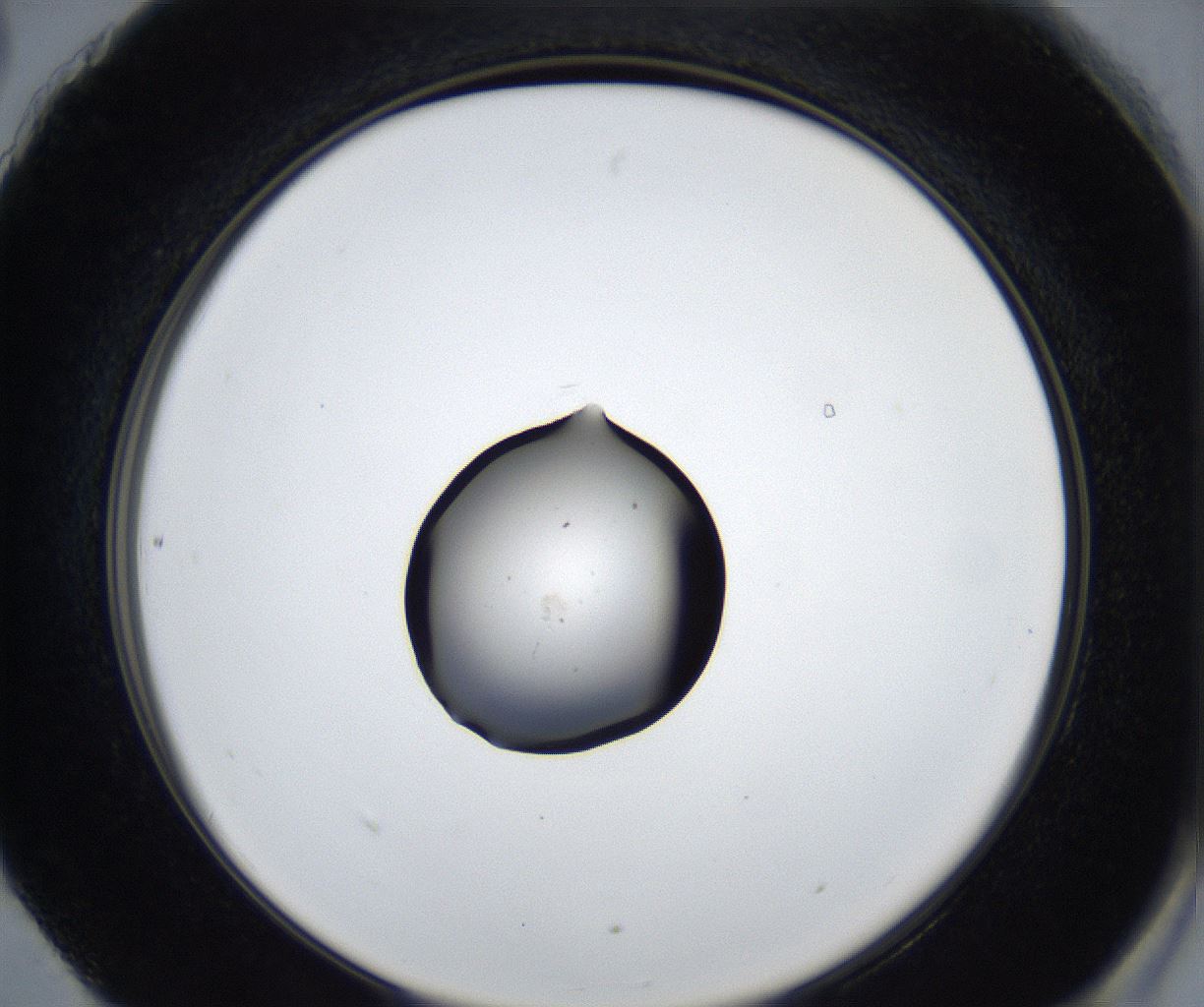 folderID531_plateID2531_batchID12499_wellNum90_profileID1_d2_r191703_ef.jpg