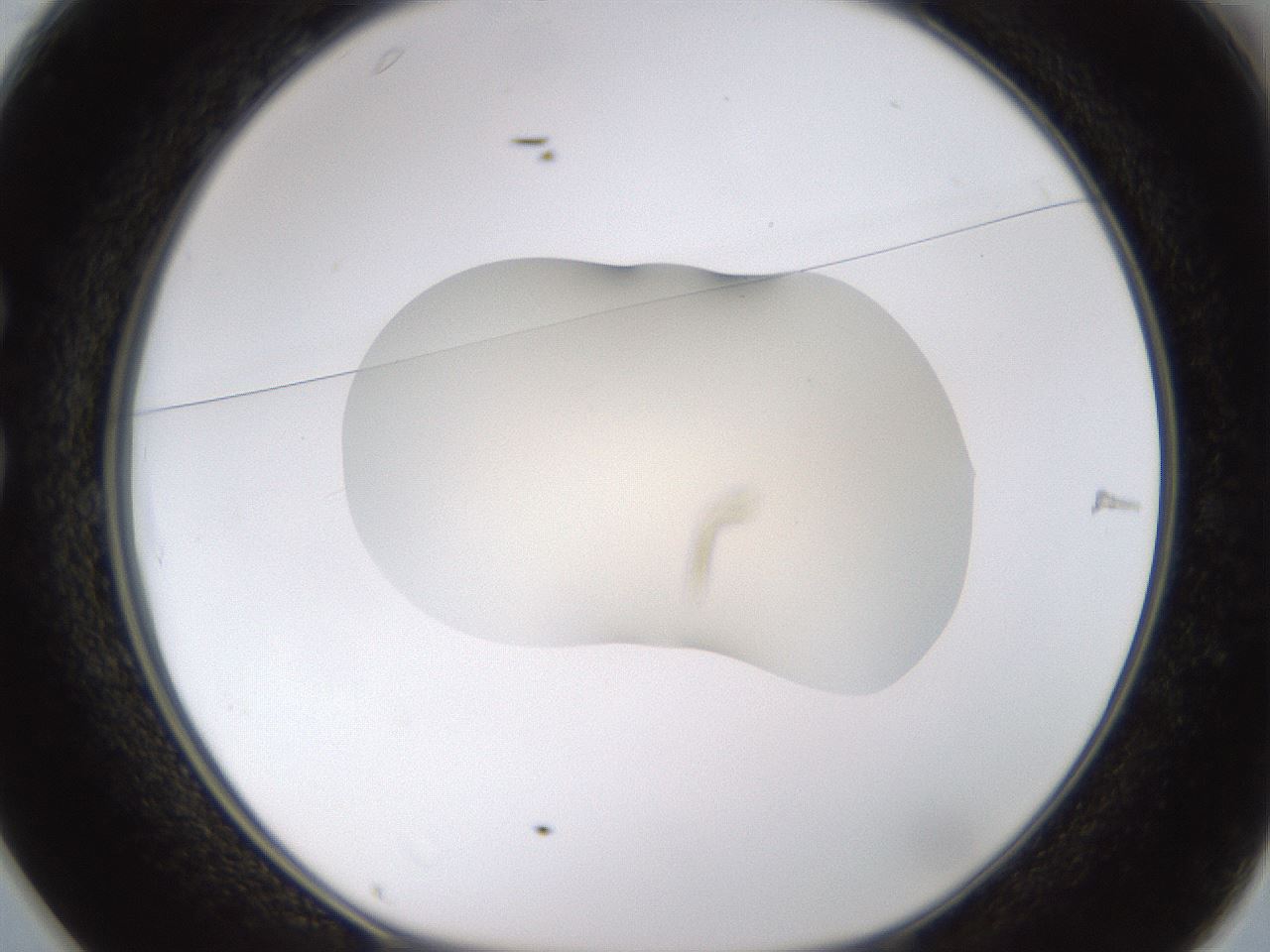 folderID532_plateID1532_batchID6234_wellNum25_profileID1_d1_r98969_ef.jpg