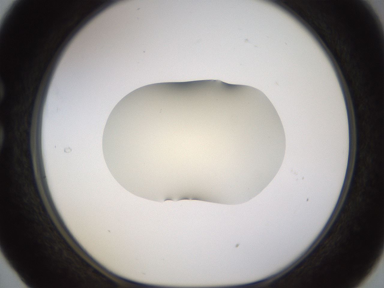 folderID532_plateID1532_batchID6234_wellNum29_profileID1_d1_r98973_ef.jpg
